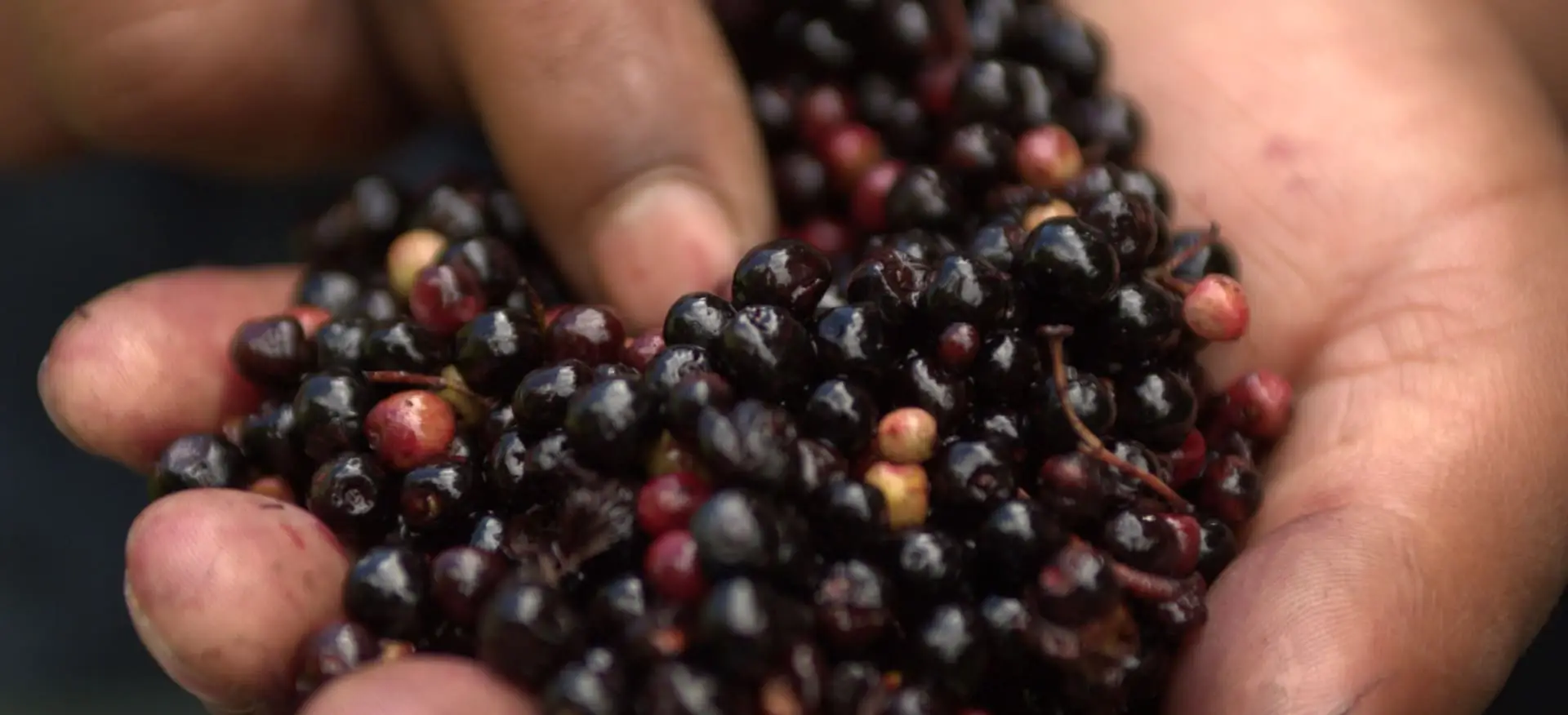 MEET THE MAQUI BERRY